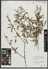 Foto von Salix alba L.